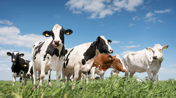 carne de vaca de pasta para comprar online