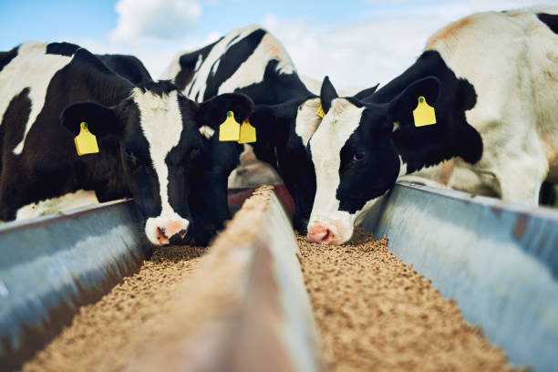carne vaca sostenible ganaderia regenerativa