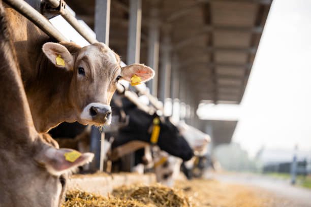 futuro ganaderia ecologica