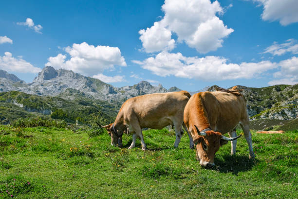 ganaderia ecologica vacas ternera
