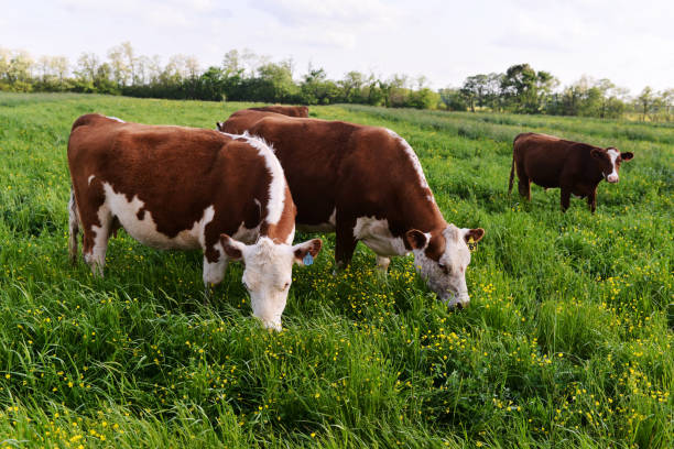 grass fed carne vaca