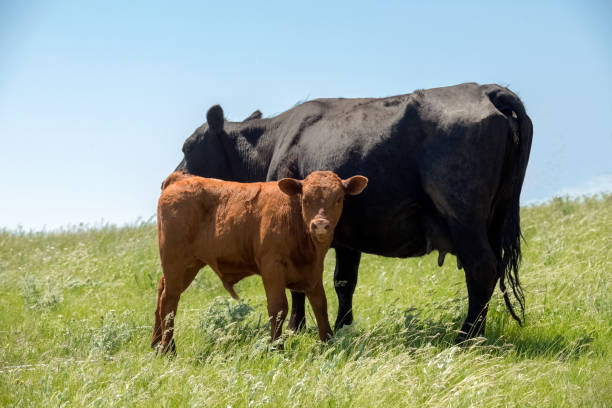 grass fed ternera carne vaca pasto