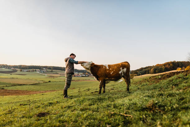 proveedor grass fed carne