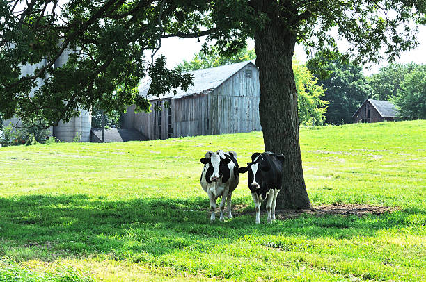 vaca arbol regerativa ganaderia