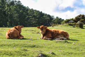 vacas en libertad