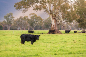 vacas pastoreo libertad