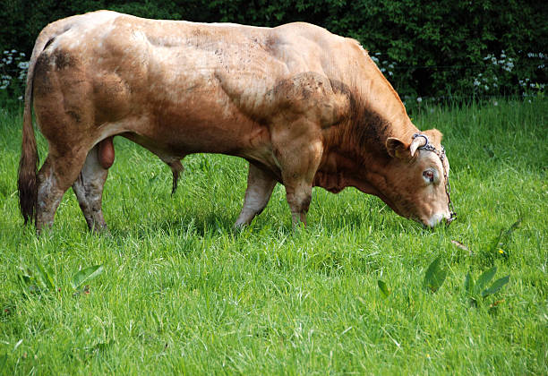 toro suplemento liofilizado