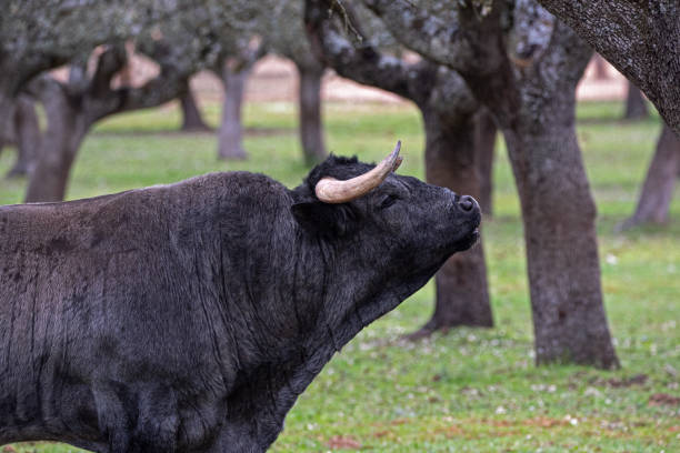 toro testiculos liofilizado