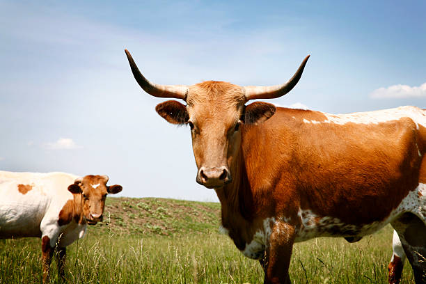 toro testiculos suplemento testosterona