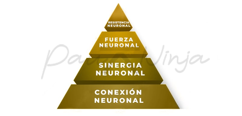 piramide neuronal
