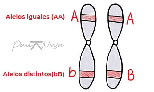 que son alelos genética