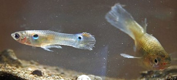 Poecilia reticulata