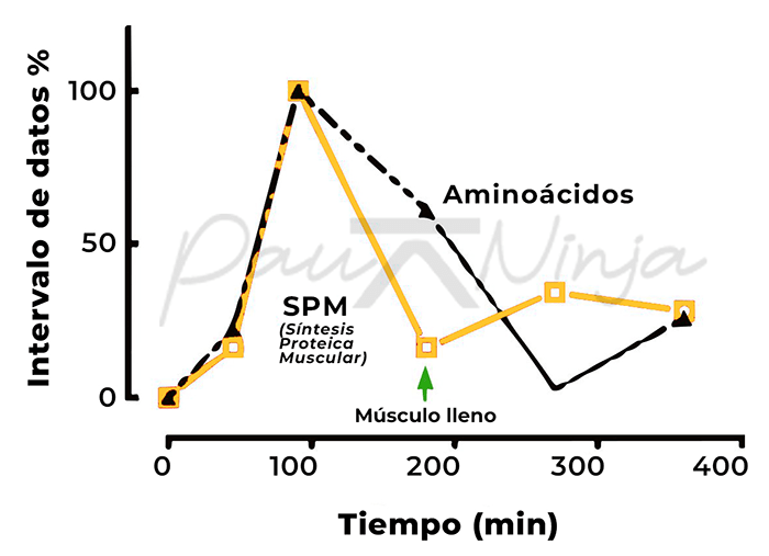 aminoácidos síntesis de proteinas