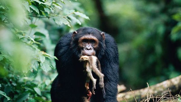 chimpancé comiendo animal