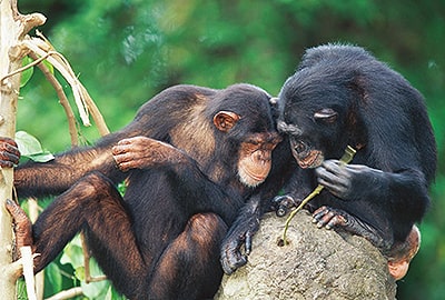 chimpancés utilizando palos