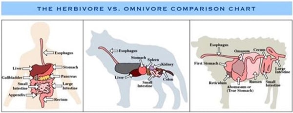 comparación sistema digestivo