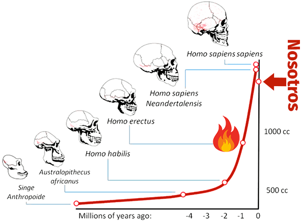 expansión cerebral humana