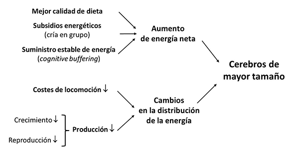 hipótesis del tejido caro