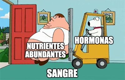 meme nutrientes hormonas proteina