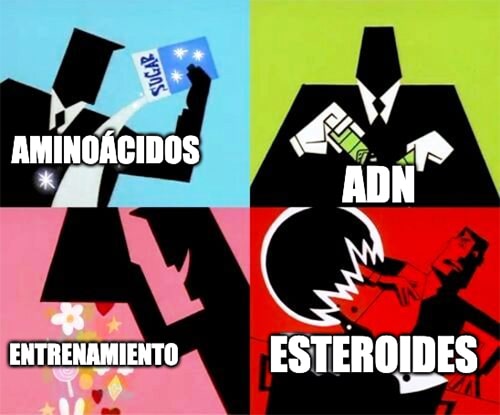 meme síntesis proteica muscular